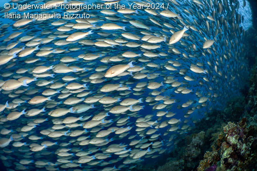 Underwater Photographer Of The Year 2024 Winners