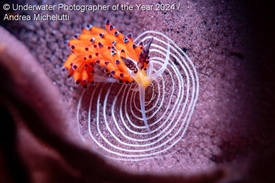 Underwater Photographer Of The Year 2024 Winners