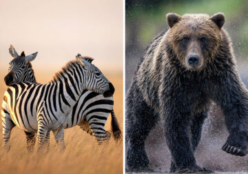 Wildlife Photography By Leighton Lum