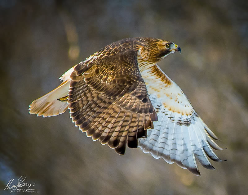 Wildlife Photography By Miguel Denyer