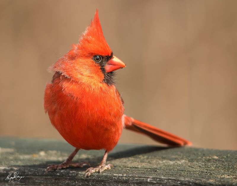 Wildlife Photography By Miguel Denyer