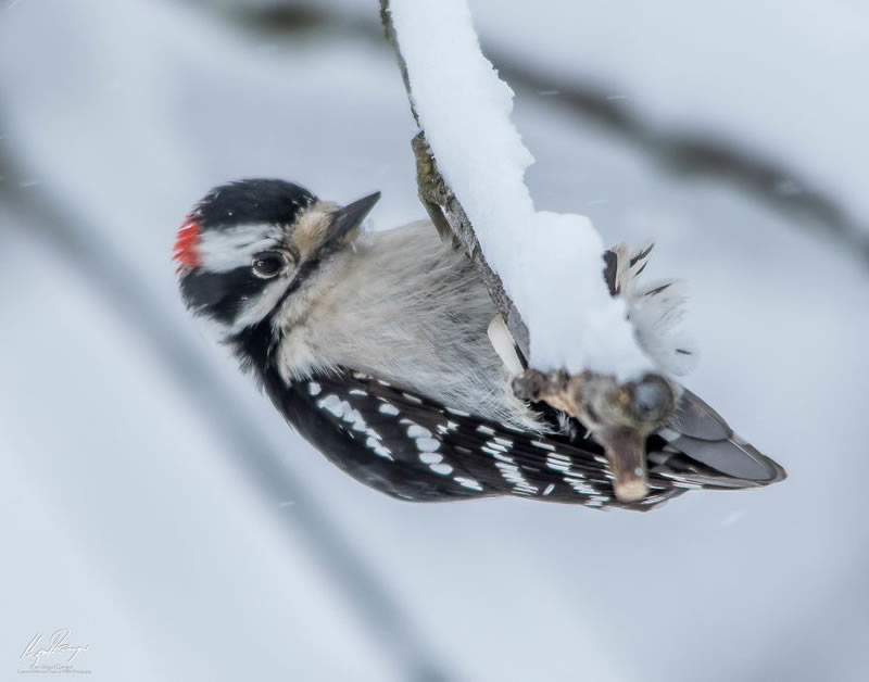 Wildlife Photography By Miguel Denyer