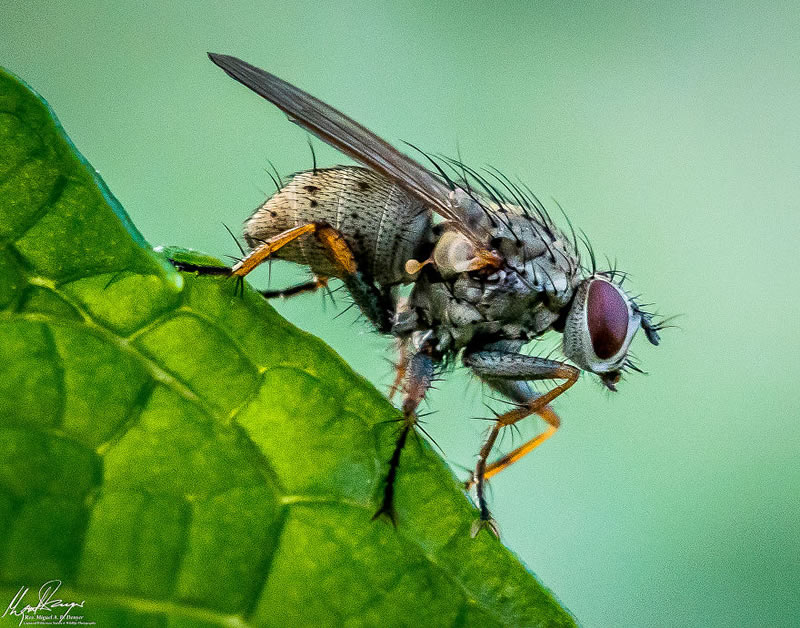 Wildlife Photography By Miguel Denyer