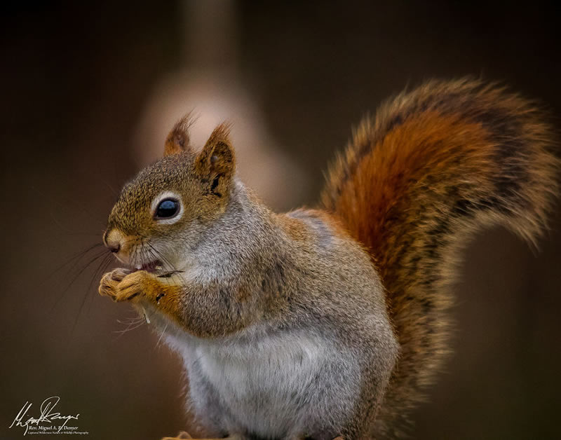 Wildlife Photography By Miguel Denyer