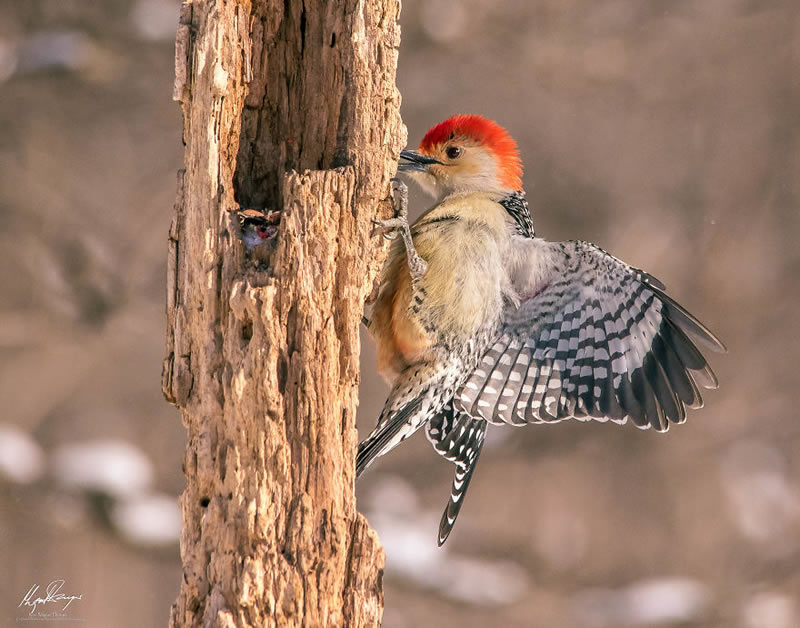 Wildlife Photography By Miguel Denyer