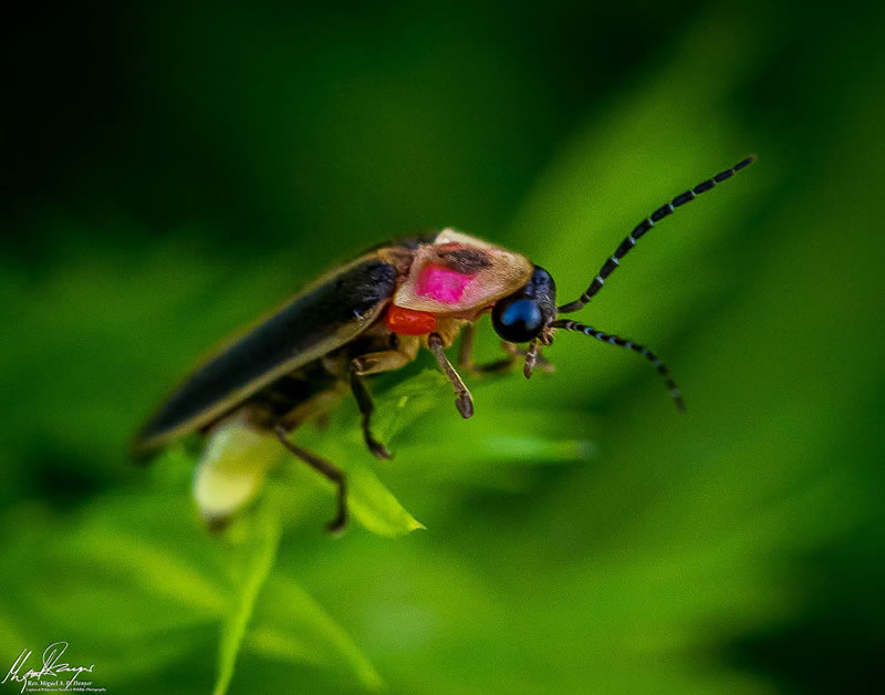 Wildlife Photography By Miguel Denyer