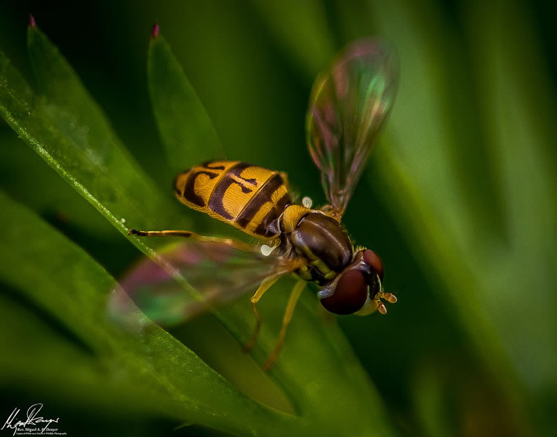 Wildlife Photography By Miguel Denyer