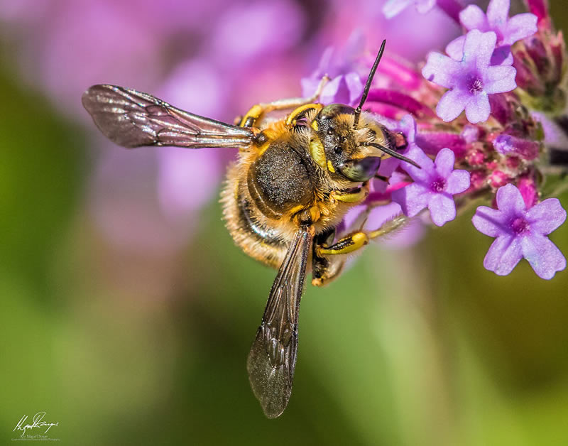 Wildlife Photography By Miguel Denyer