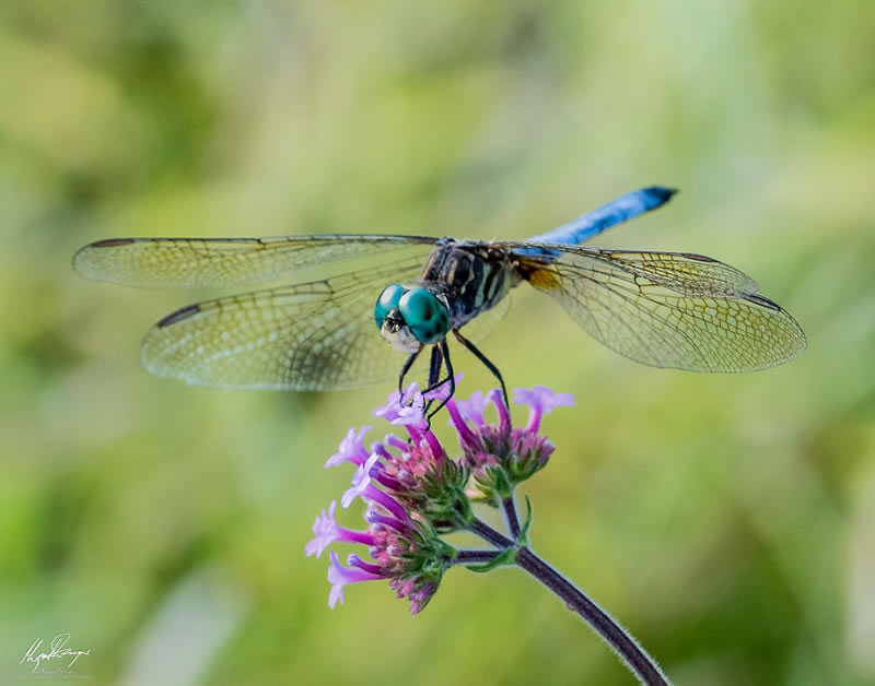 Wildlife Photography By Miguel Denyer