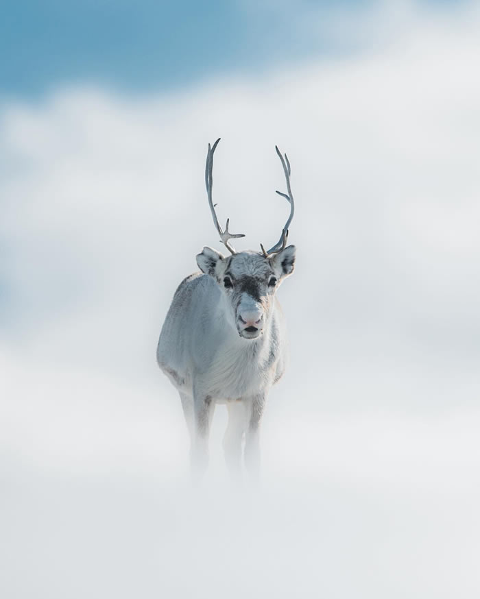 Arctic Wildlife Photography By Konsta Punkka