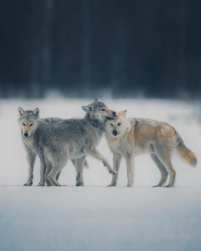 Arctic Wildlife Photography By Konsta Punkka