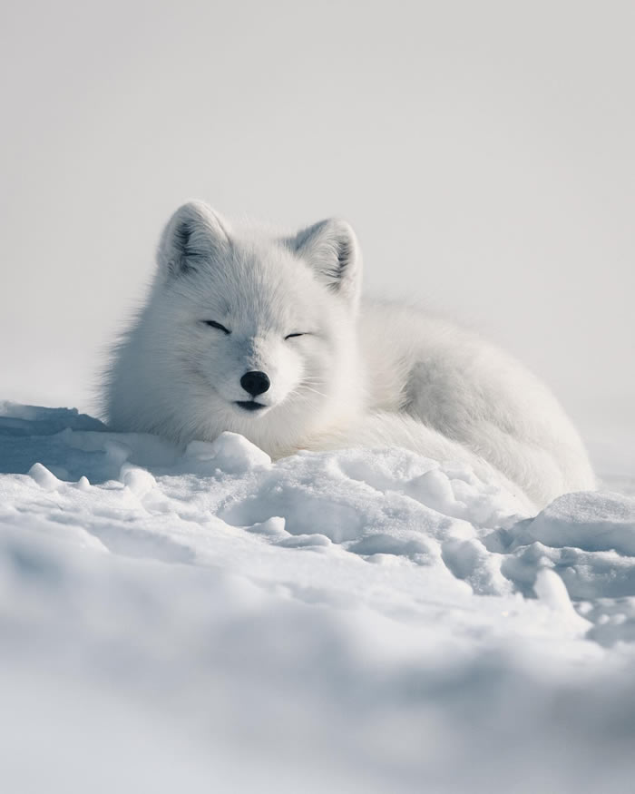 Arctic Wildlife Photography By Konsta Punkka