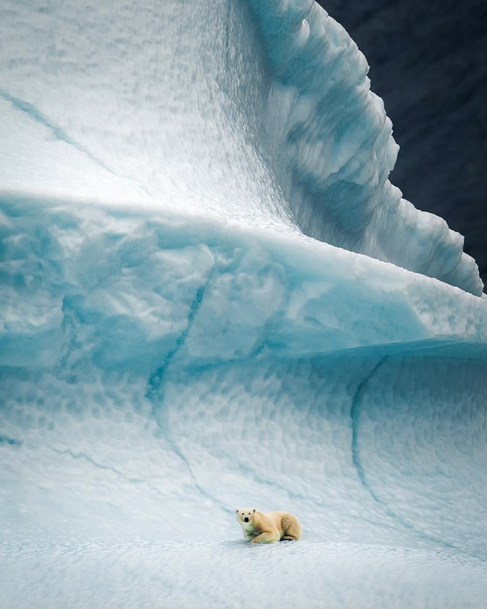 Arctic Wildlife Photography By Konsta Punkka