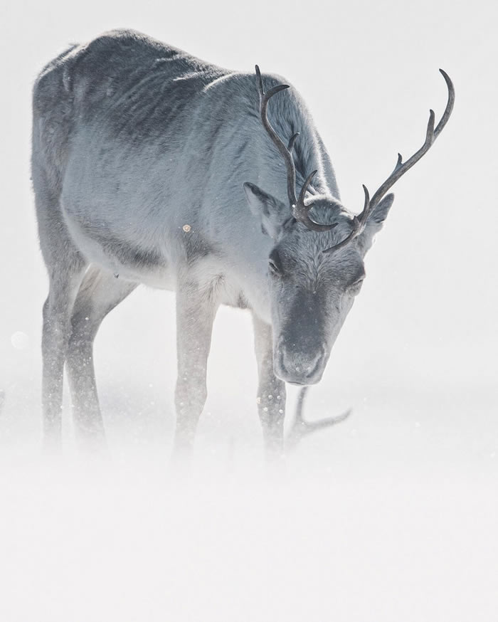 Arctic Wildlife Photography By Konsta Punkka