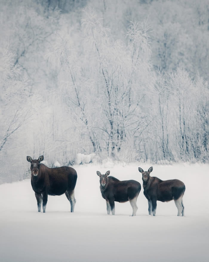 Arctic Wildlife Photography By Konsta Punkka