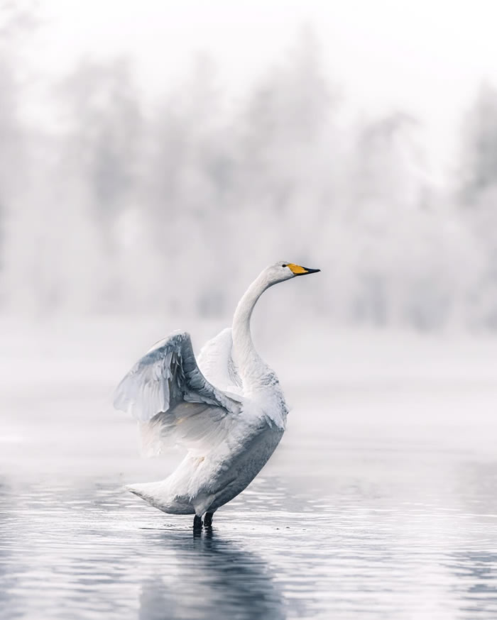 Arctic Wildlife Photography By Konsta Punkka