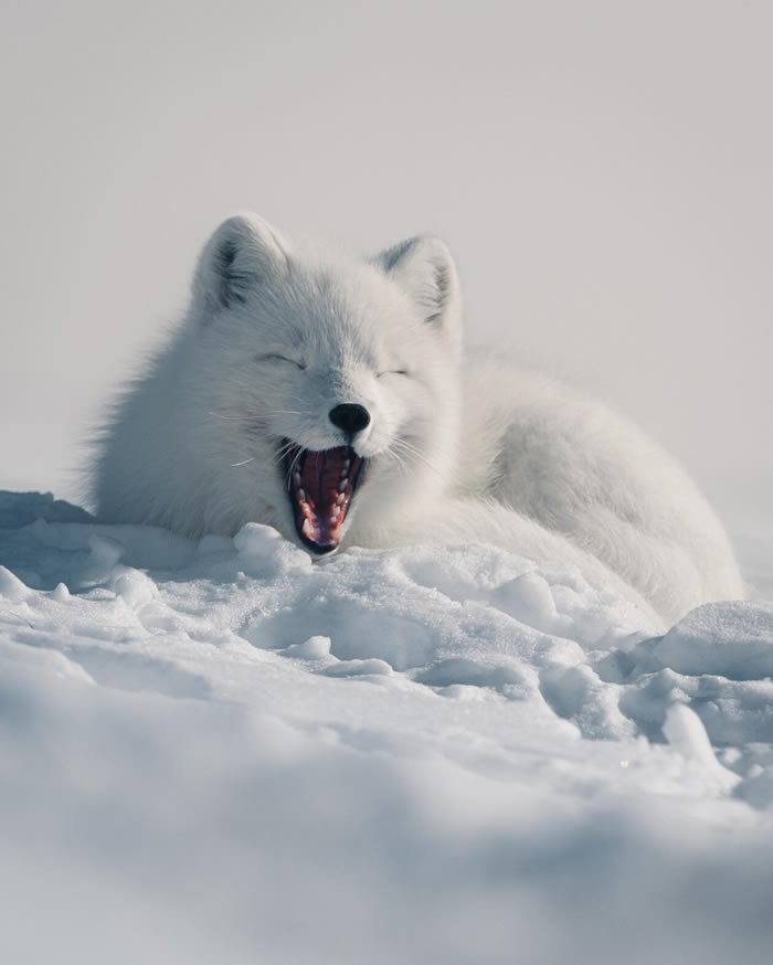 Arctic Wildlife Photography By Konsta Punkka