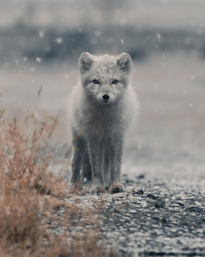 Arctic Wildlife Photography By Konsta Punkka