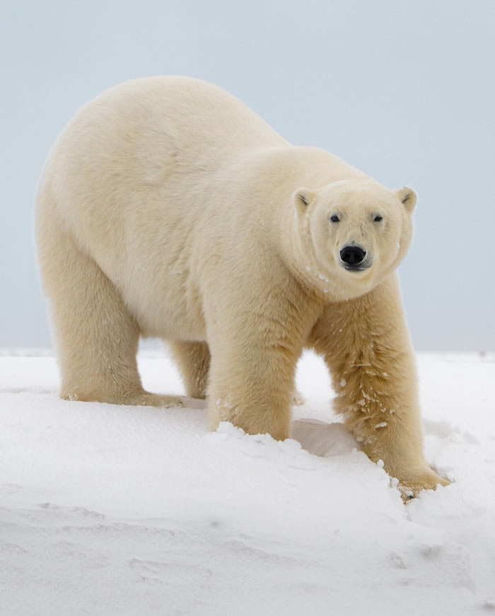 Arctic Wildlife Photography By Konsta Punkka