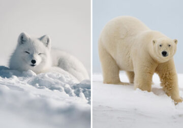 Arctic Wildlife Photography By Konsta Punkka