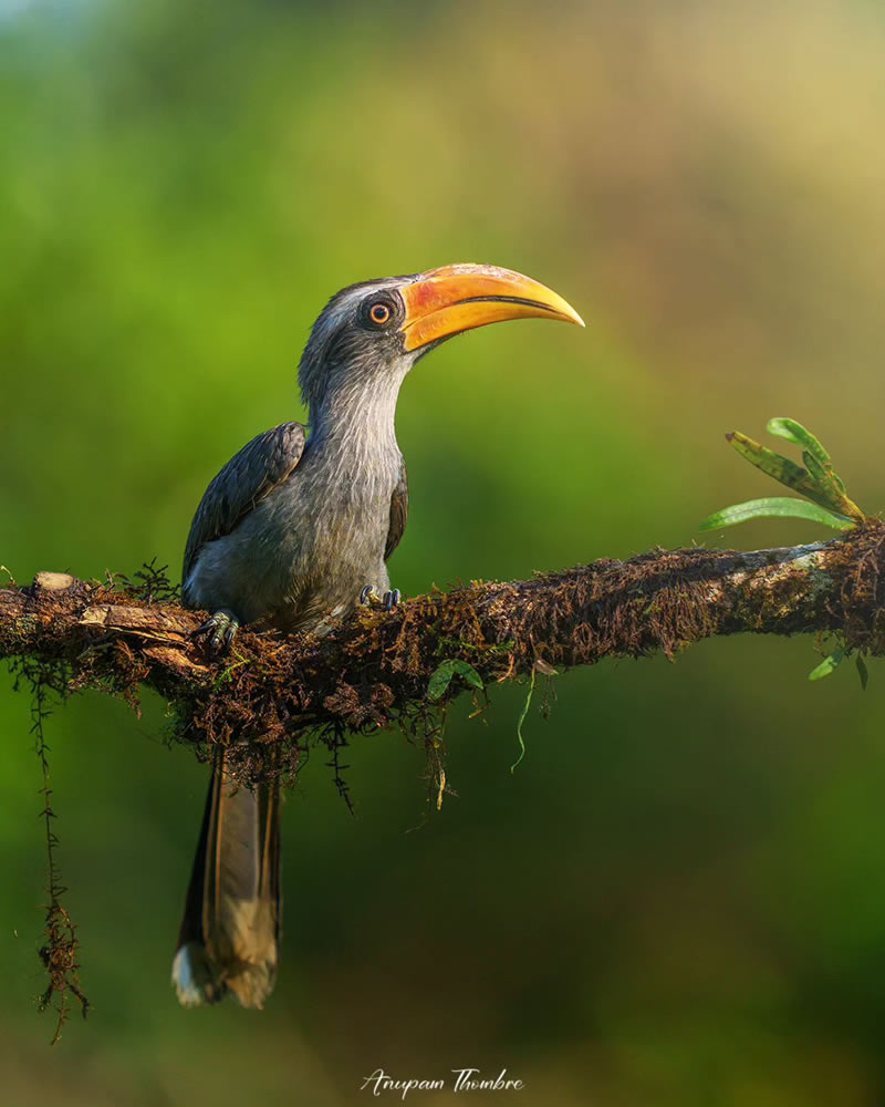 Beautiful Bird Photography For Inspiration