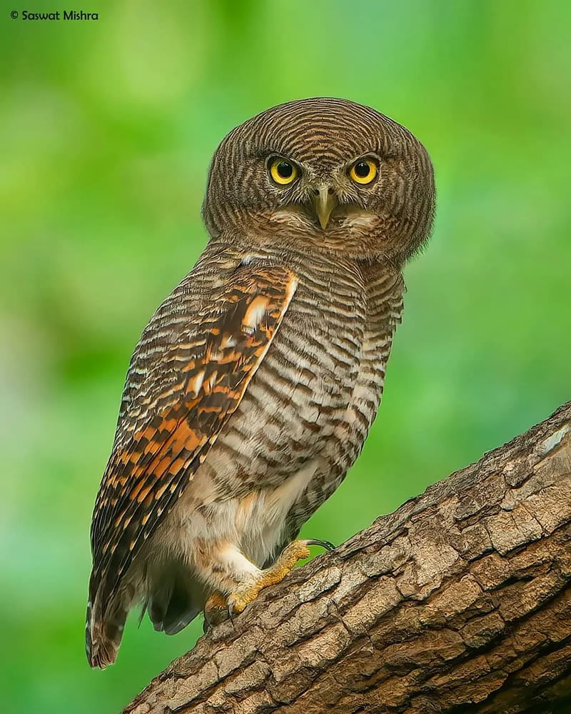 Beautiful Bird Photography For Inspiration