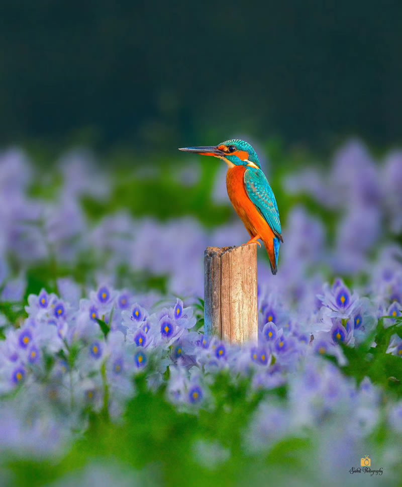 Beautiful Bird Photography For Inspiration