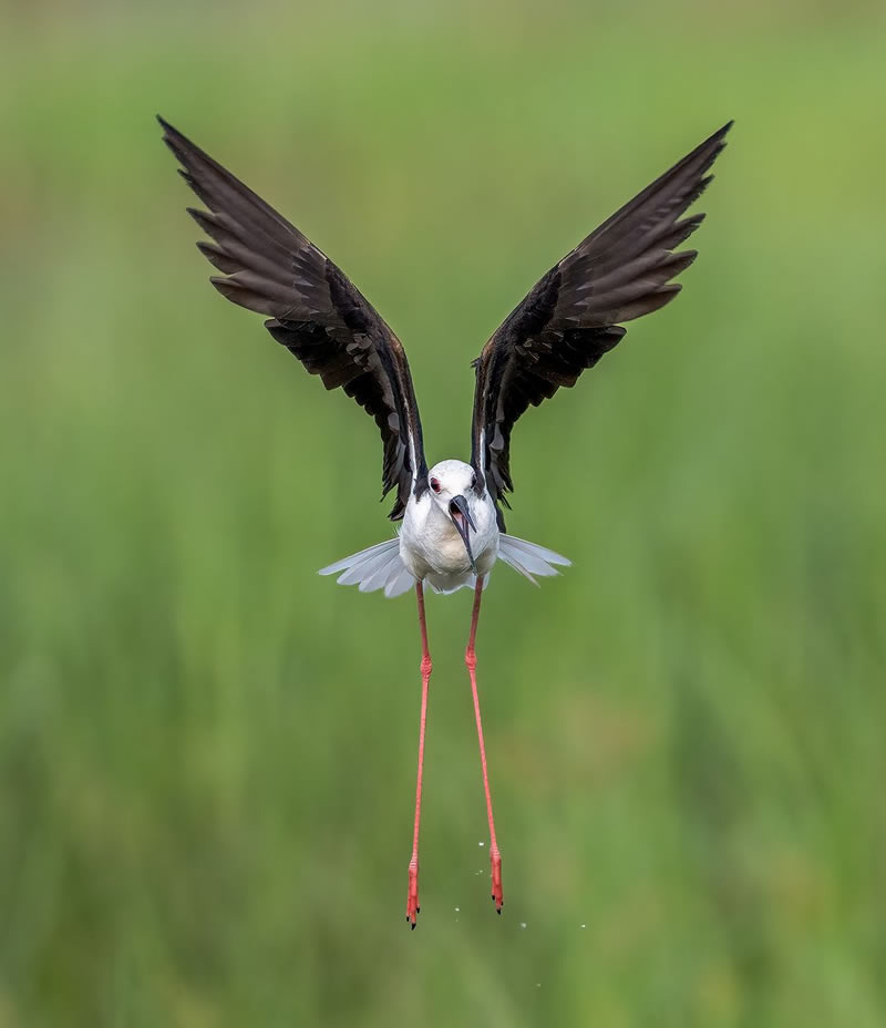 Beautiful Bird Photography For Inspiration