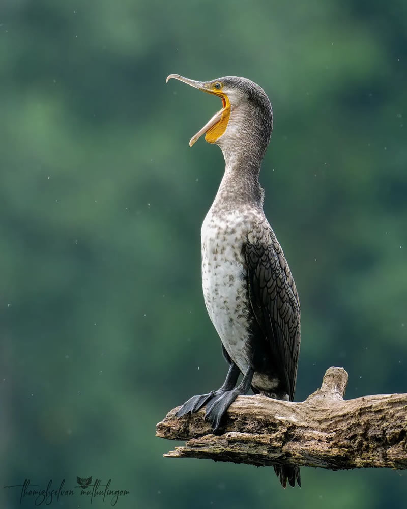 Beautiful Bird Photography For Inspiration