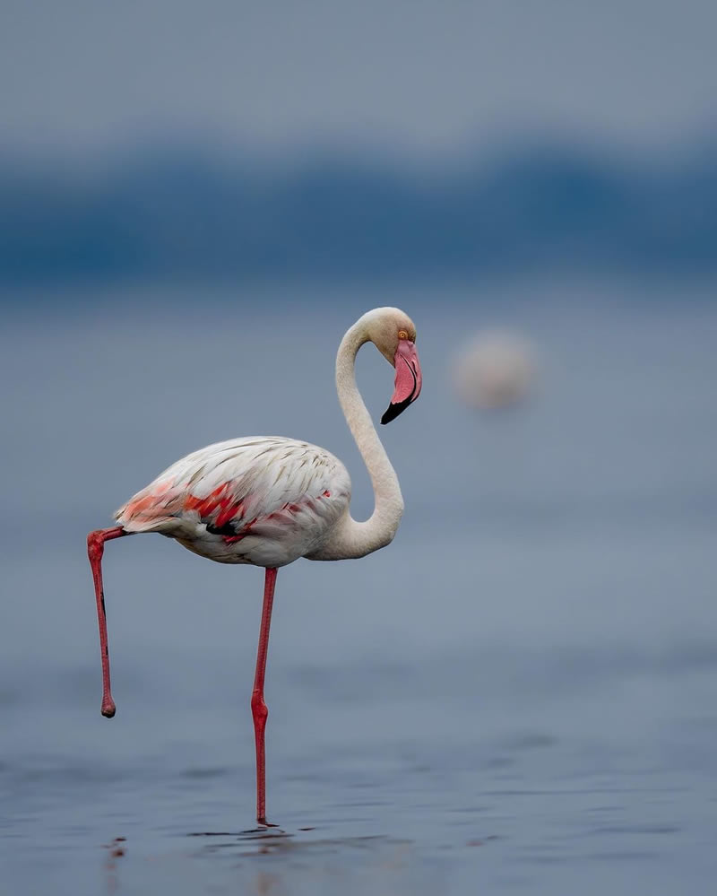 Beautiful Bird Photography For Inspiration