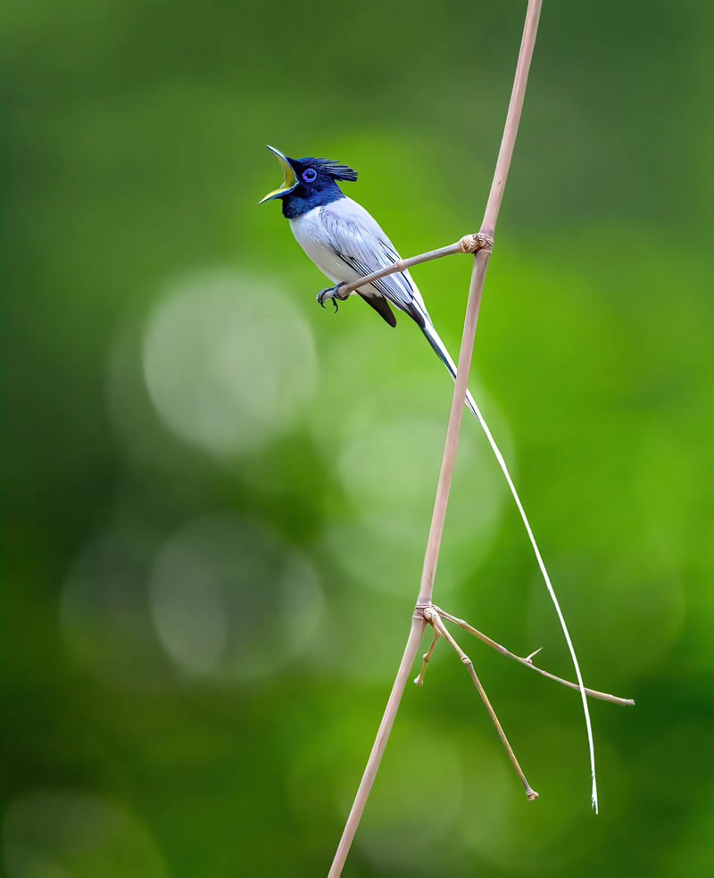 Beautiful Bird Photography For Inspiration