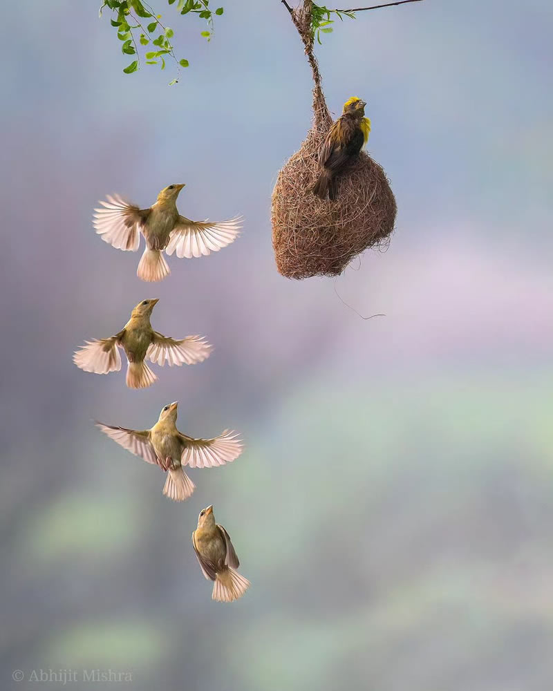 Beautiful Bird Photography For Inspiration