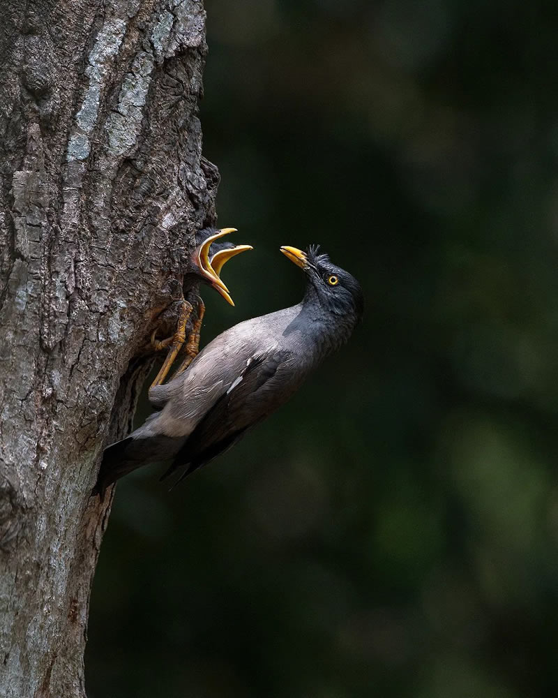 Beautiful Bird Photography For Inspiration