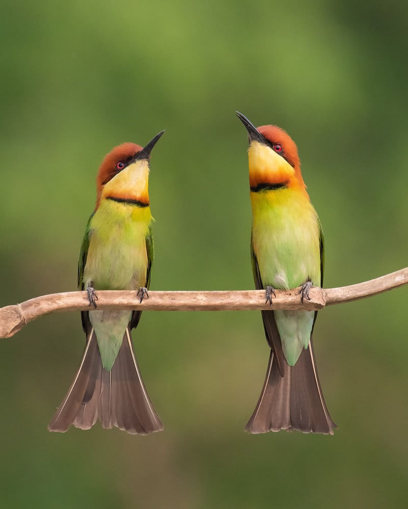 Beautiful Bird Photography For Inspiration