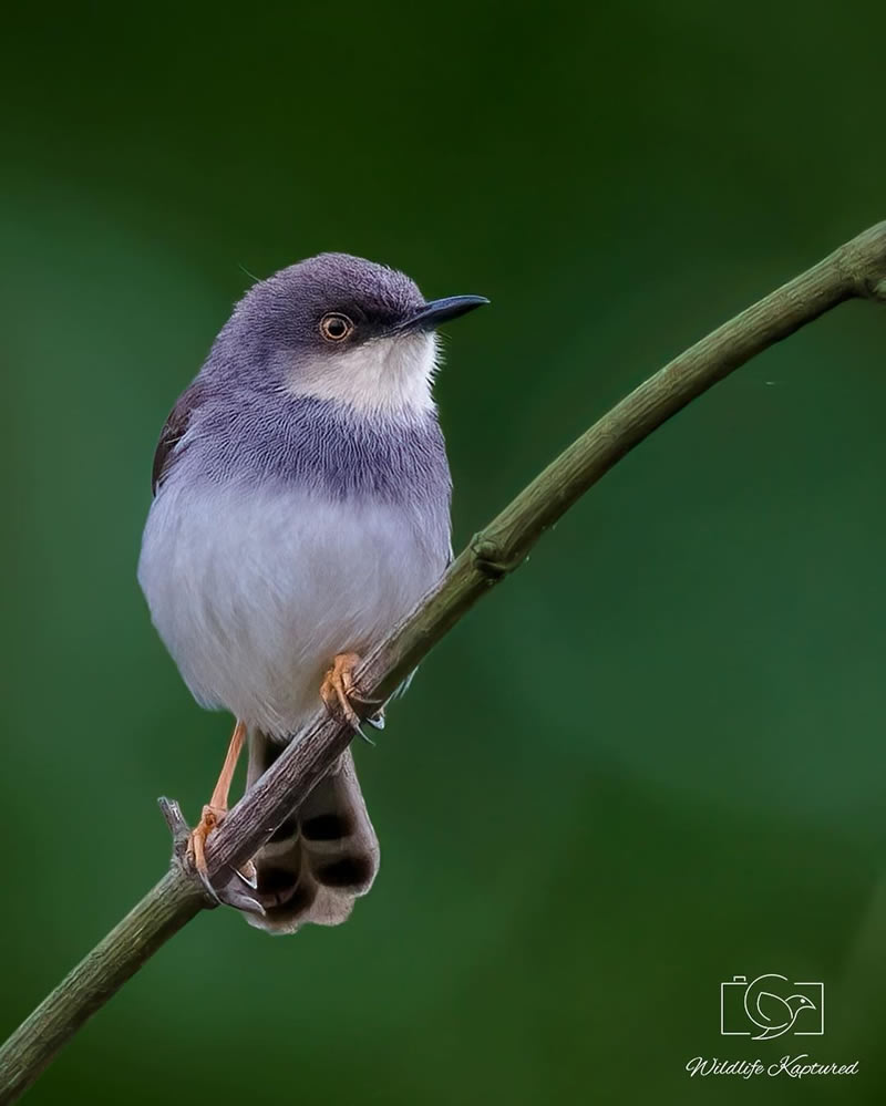 Beautiful Bird Photography For Inspiration