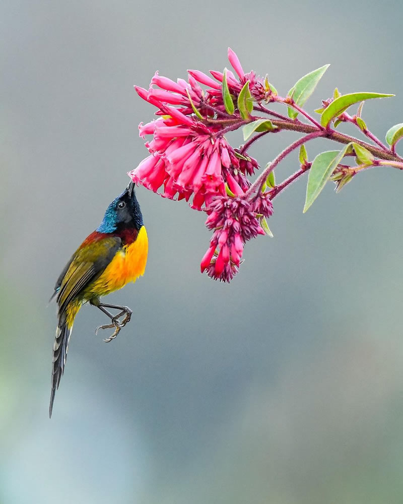 Beautiful Bird Photography For Inspiration