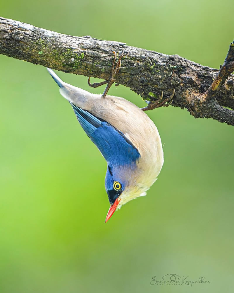 Beautiful Bird Photography For Inspiration