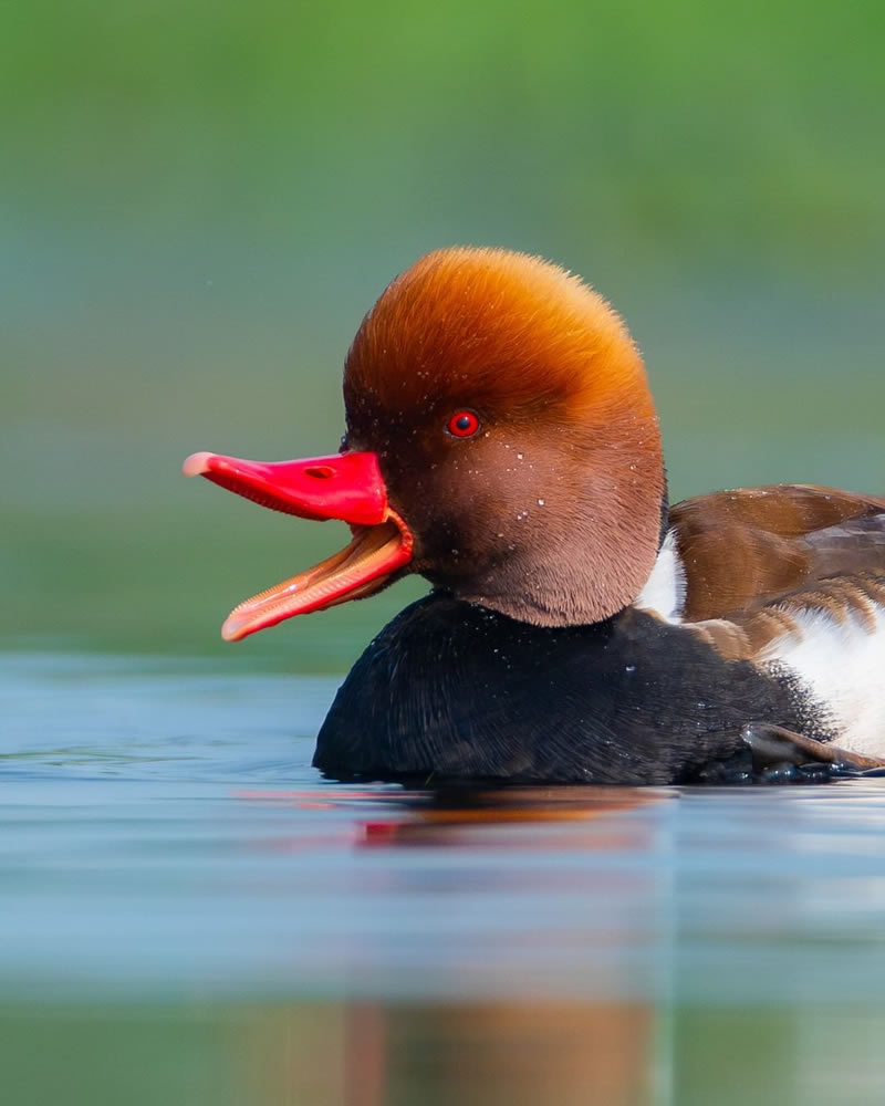 Beautiful Bird Photography For Inspiration