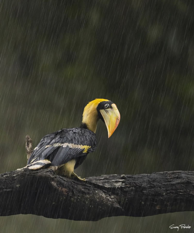 Beautiful Bird Photography For Inspiration