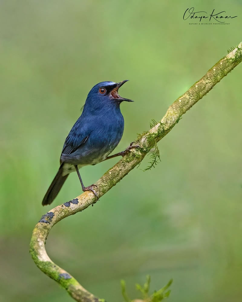 Beautiful Bird Photography For Inspiration