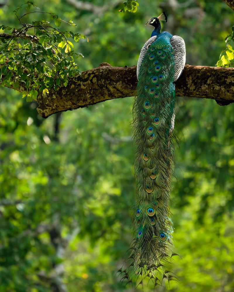 Beautiful Bird Photography For Inspiration