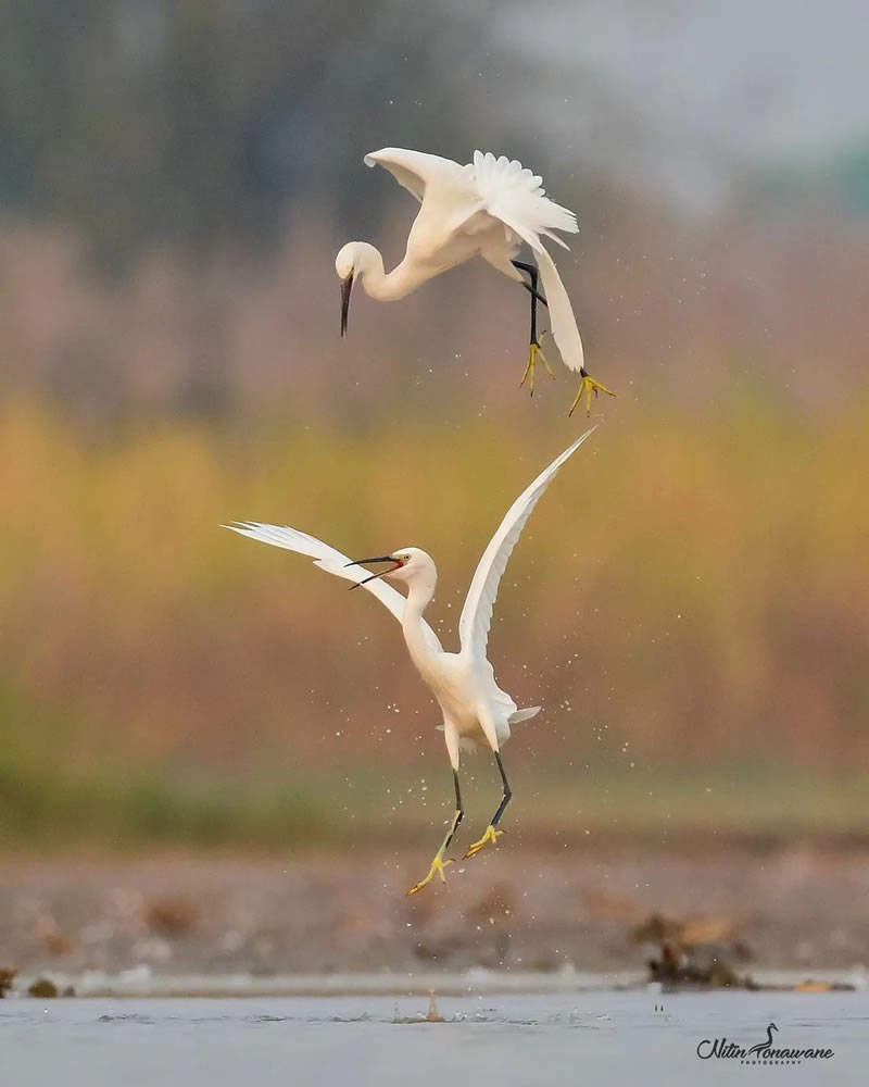 Beautiful Bird Photography For Inspiration