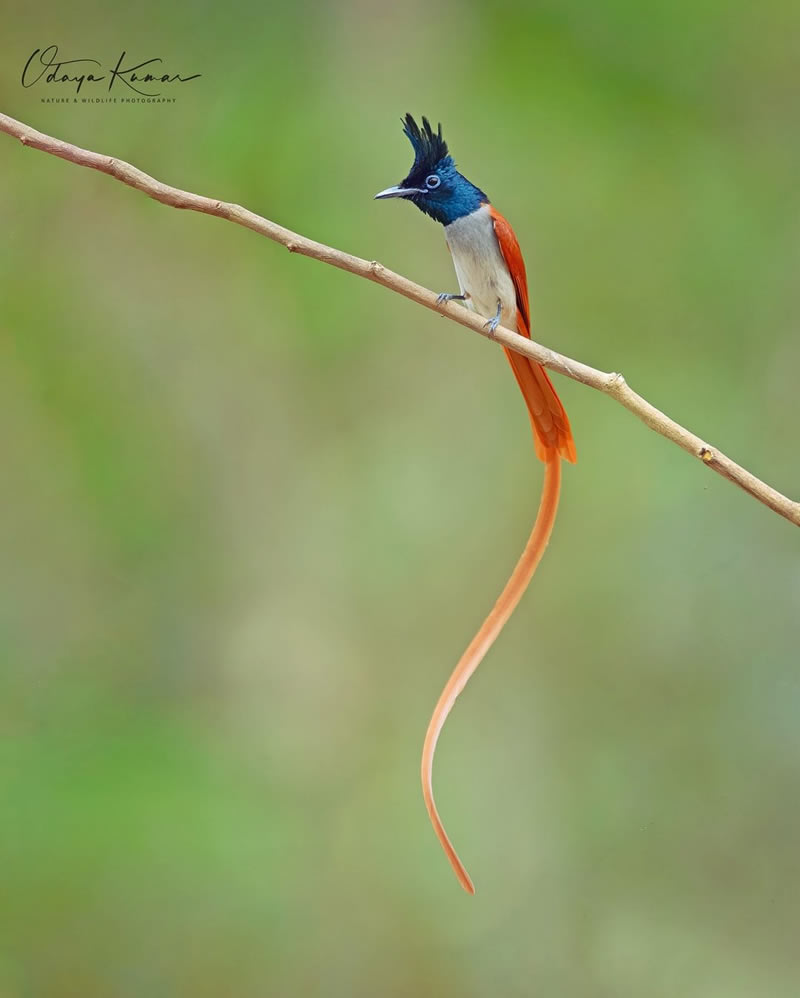 Beautiful Bird Photography For Inspiration