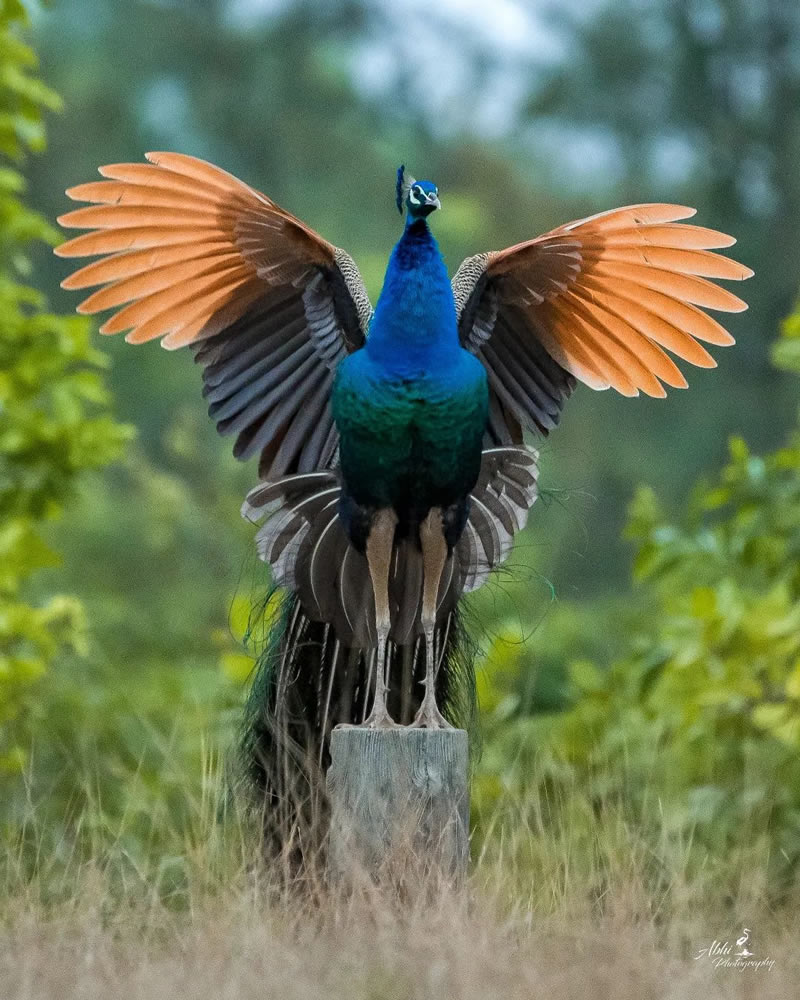 Beautiful Bird Photography For Inspiration