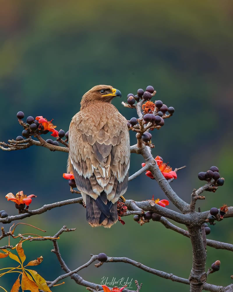 Beautiful Bird Photography For Inspiration