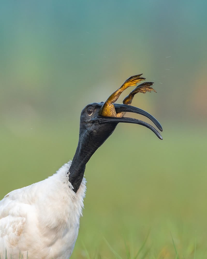 Beautiful Bird Photography For Inspiration