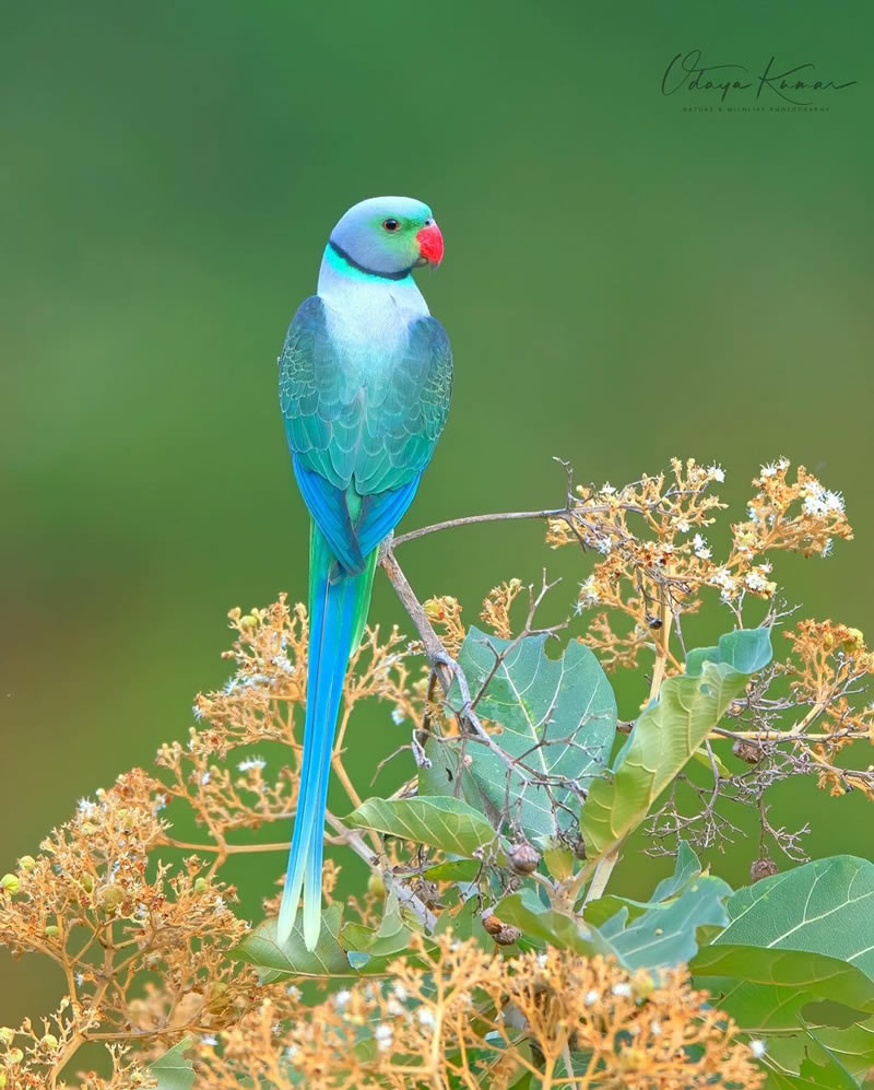 Beautiful Bird Photography For Inspiration