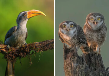 Beautiful Bird Photography For Inspiration