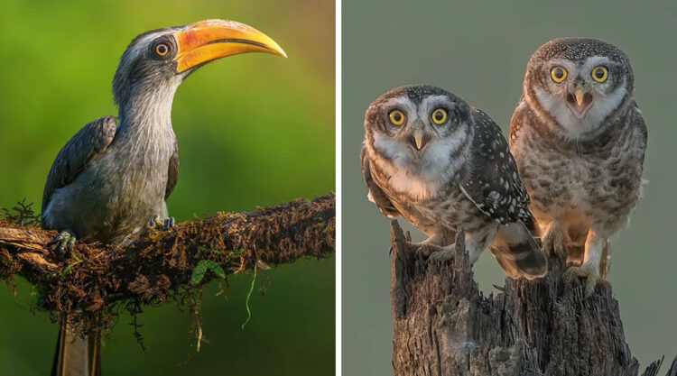 Beautiful Bird Photography For Inspiration