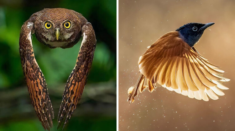 Indian Bird Photography By Dipin Kunnirikkal